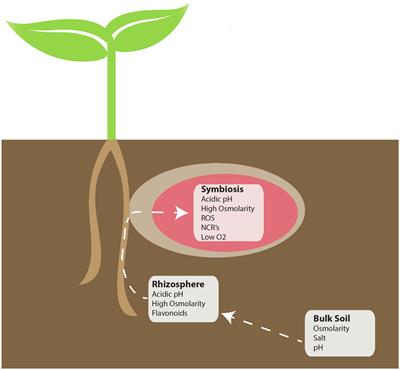 The Rhizobium-Legume Symbiosis: Co-opting Successful Stress Management